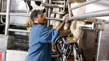 Milking systems